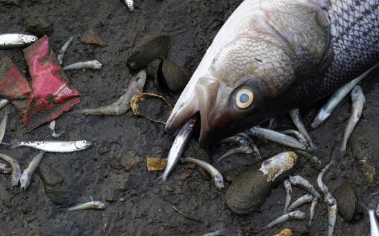 Dead Fish in San Francisco Bay Area