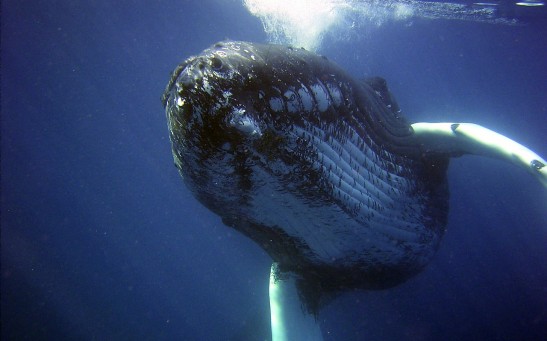  Humpback Whale Songs Travel 9,000 Miles Across the Pacific Ocean, Suggesting Remarkable Cultural Evolution