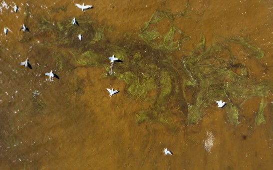 Algal Blooms in California