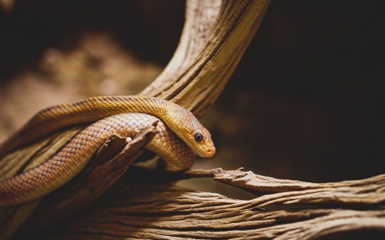  Snake Vs. Giant Centipede: One of America's Rarest Serpent Found Choked to Death By Its Last Meal