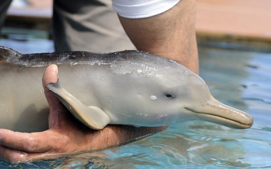 Baby Dolphin