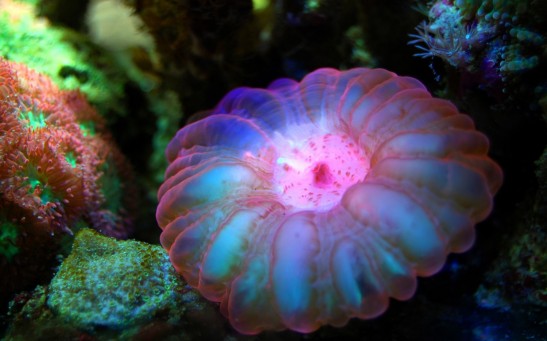 Coral Reef Sea Underwater