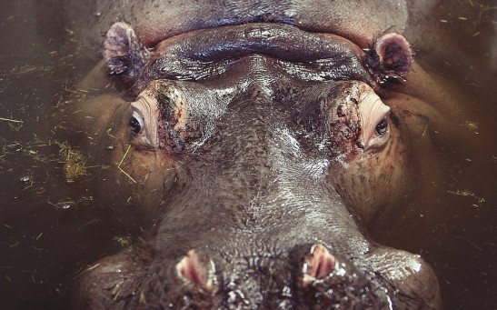  Hippo Attacks 50-Year-Old Man, Biting Off A Large Chunk of His Shoulder: How Dangerous Is This Animal?