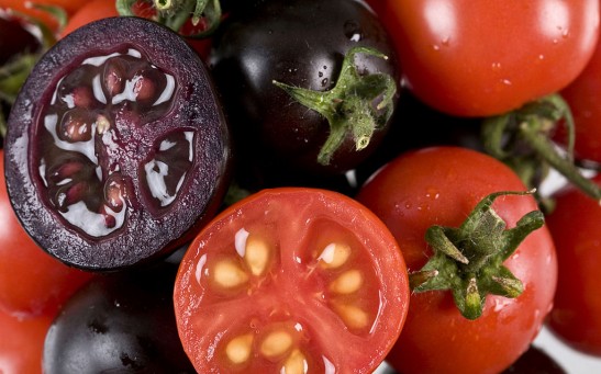 Scientists Engineer Cancer Fighting Purple Tomatoes
