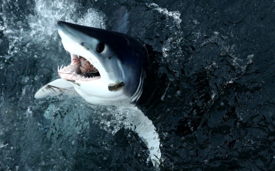 North Atlantic Monster Shark Tournament