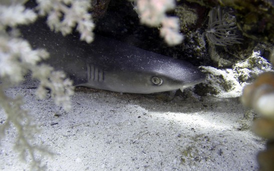  Rare Deep-Sea Shark With Protruding Eyes, Teeth Shocks Fisherman in Australia