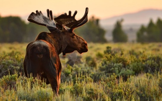 Wildlife in Wyoming - Morning Moose - stock photo