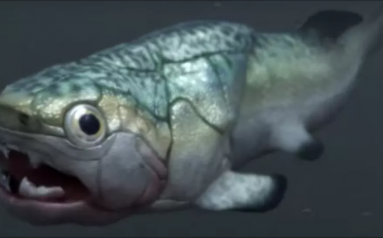 The Gogo Fish