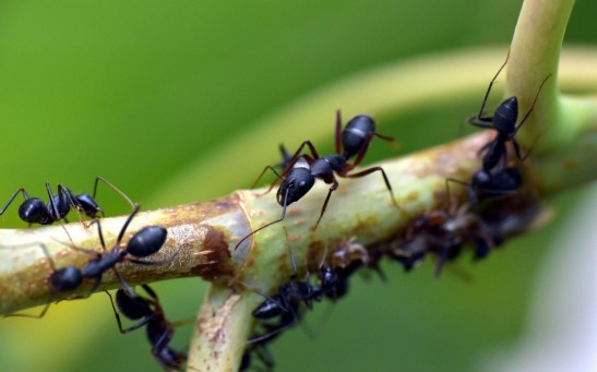  About 20 Quadrillion Ants are Crawling on Earth Based on New Estimates