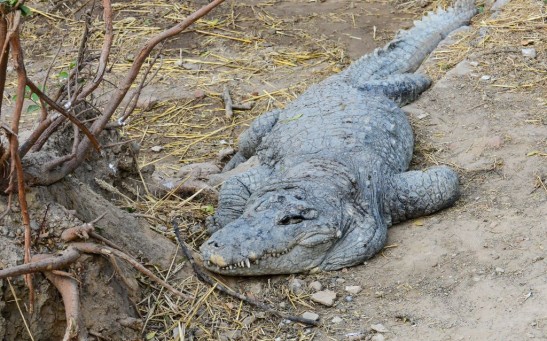 Giant Crocodile