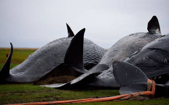 More Dead Sperm Whales Washing Up On German Shores