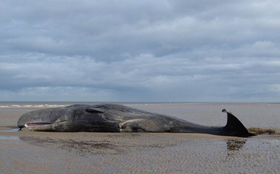 Whale on Beach