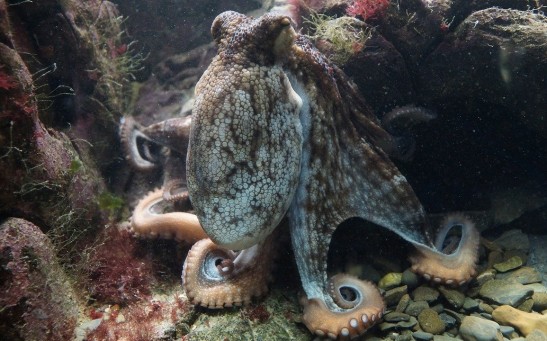  Octopuses Have Preferences on Certain Arms They Use When Hunting to Catch Different Prey