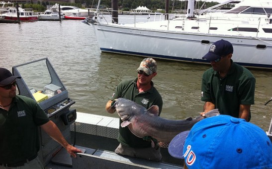 Blue Catfish