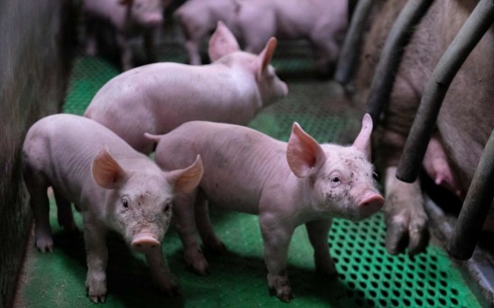 Pigs-Animal Captivity