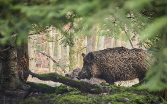 Wild Pigs Tormenting Residents, Destroying Wildlife in New Zealand's Capital Due to an Upsurge in Their Population