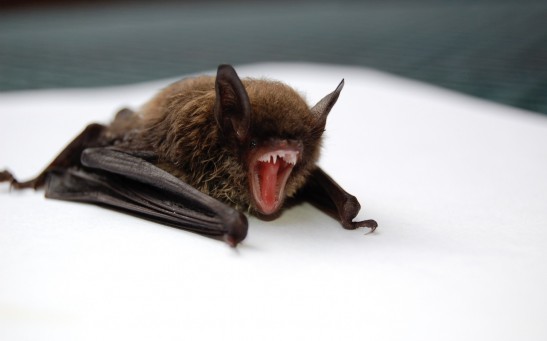  Bat Found in a Home in Oregon Tested Positive: How To Tell if an Animal Is Rabid?