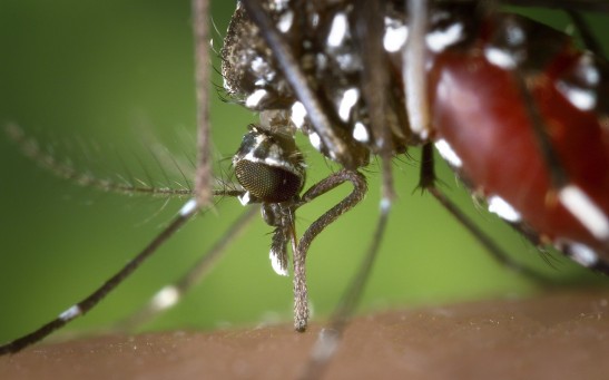  Mosquitoes Turned Into Malaria Vaccine Delivery System: How Effective Is This Method?