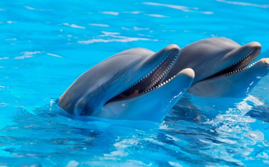 Dolphins Mammals