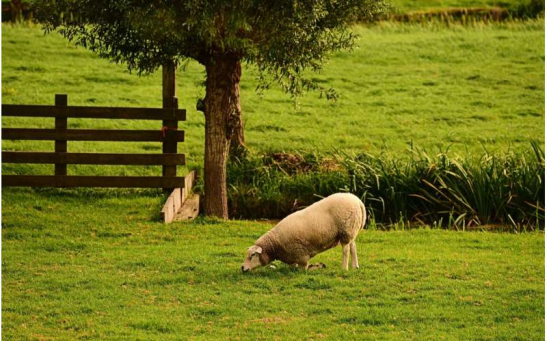 A sheep eating grass in a farm.