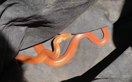 Orange eastern brown snakes 