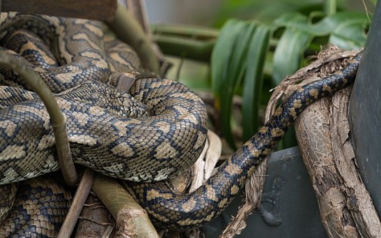 Male Carpet Pythons