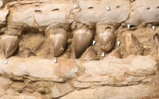 Thalassotitan teeth. 