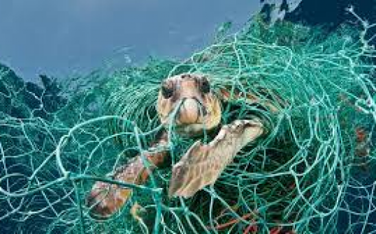 Fishing net as main pollutant.