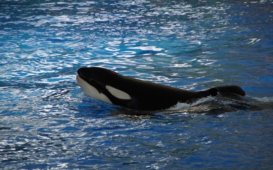 Kiska, the World’s Loneliest Orca, Is Facing a Situation ‘Tantamount to Torture’: What Does Being Held Captive Do to Orcas?