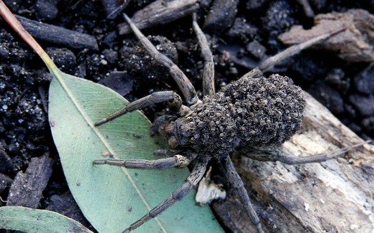 A garden wolf spider (Lycosa) carries he
