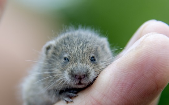 Vole Rodents