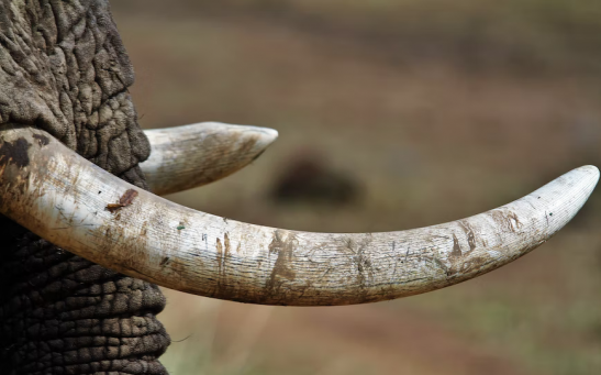Tusk of Woolly Mammoth Found in Alaska