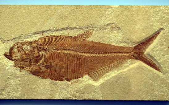  Fish Imprint Fossil
