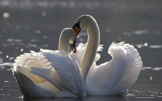  Norfolk Broads Swans With Symptoms of Avian Flu to be Euthanized After Finding 'Unbelievable' Number of Dead Birds
