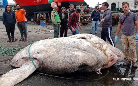  3-ton sunfish recently discovered near a Portuguese island