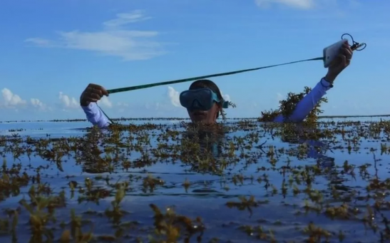 Can seaweeds help the reduction of global carbon emissions?