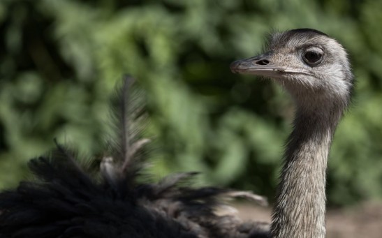 FRANCE-ANIMALS-ZOO-THOIRY