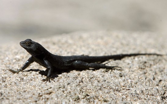 Fence Lizard