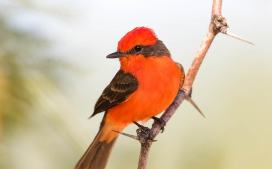 Vermilion flycatchers