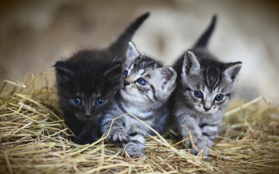 Kittens Feline
