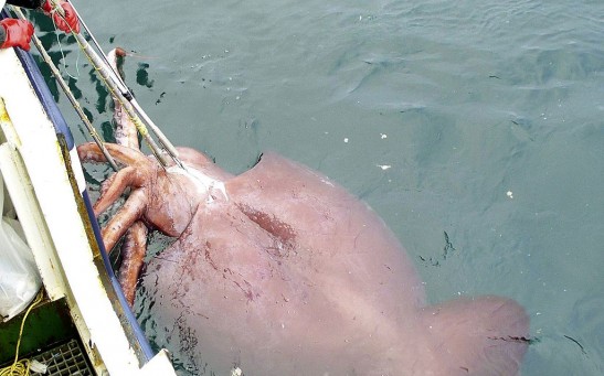 Rare Giant Squid Hooked Near Antartica