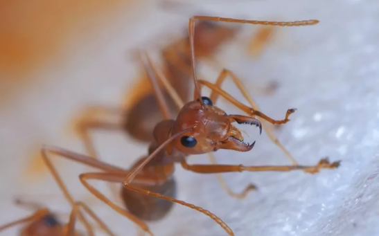 Stock image of a fire ant.