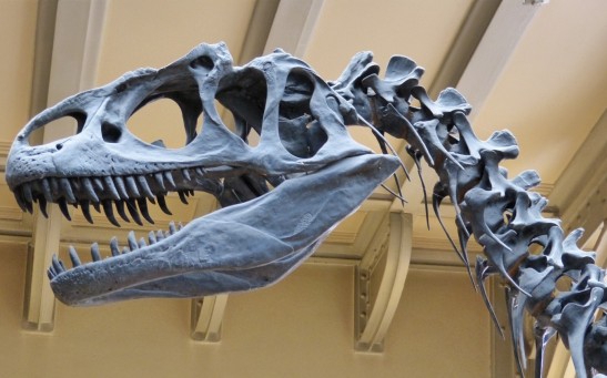 Museum Skeleton Dinosaur