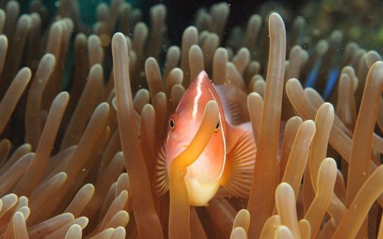 Fish Sea Corals