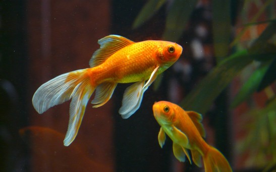  Do Goldfish Memory Only Lasts for 3 Seconds? Science Debunks Popular Myth