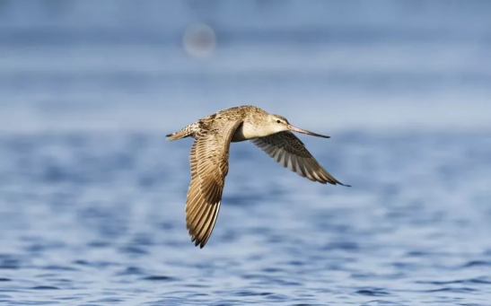 A stock image shows a bar-tailed godwit in flight.