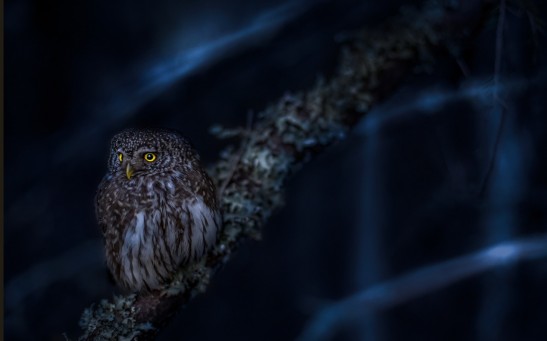  New Tiny Yellow-eyed Owl Species Found on African Island Has a Haunting Screech at Night