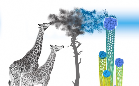 Growing nanotubes can guide a ‘holy grail’ of raising batches in a single chirality like a giraffe reaching for the leaves in a tree. 
