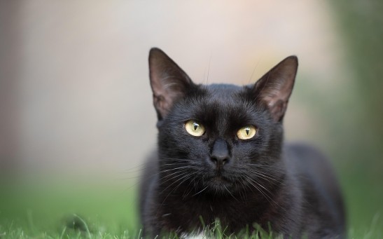  Blinking Slowly Could Be an Effective Way To Communicate With Cats, Study Reveals