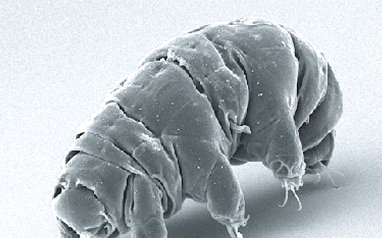 A new study finds new understanding on the water bears’ invincible capabilities, know more about these findings about tardigrades.